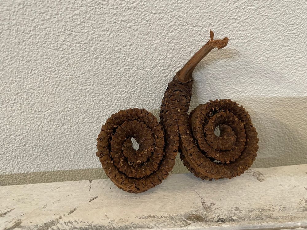 Palmenbluete Schnecke Natur Deko Trockenblumen Gesteck NEU